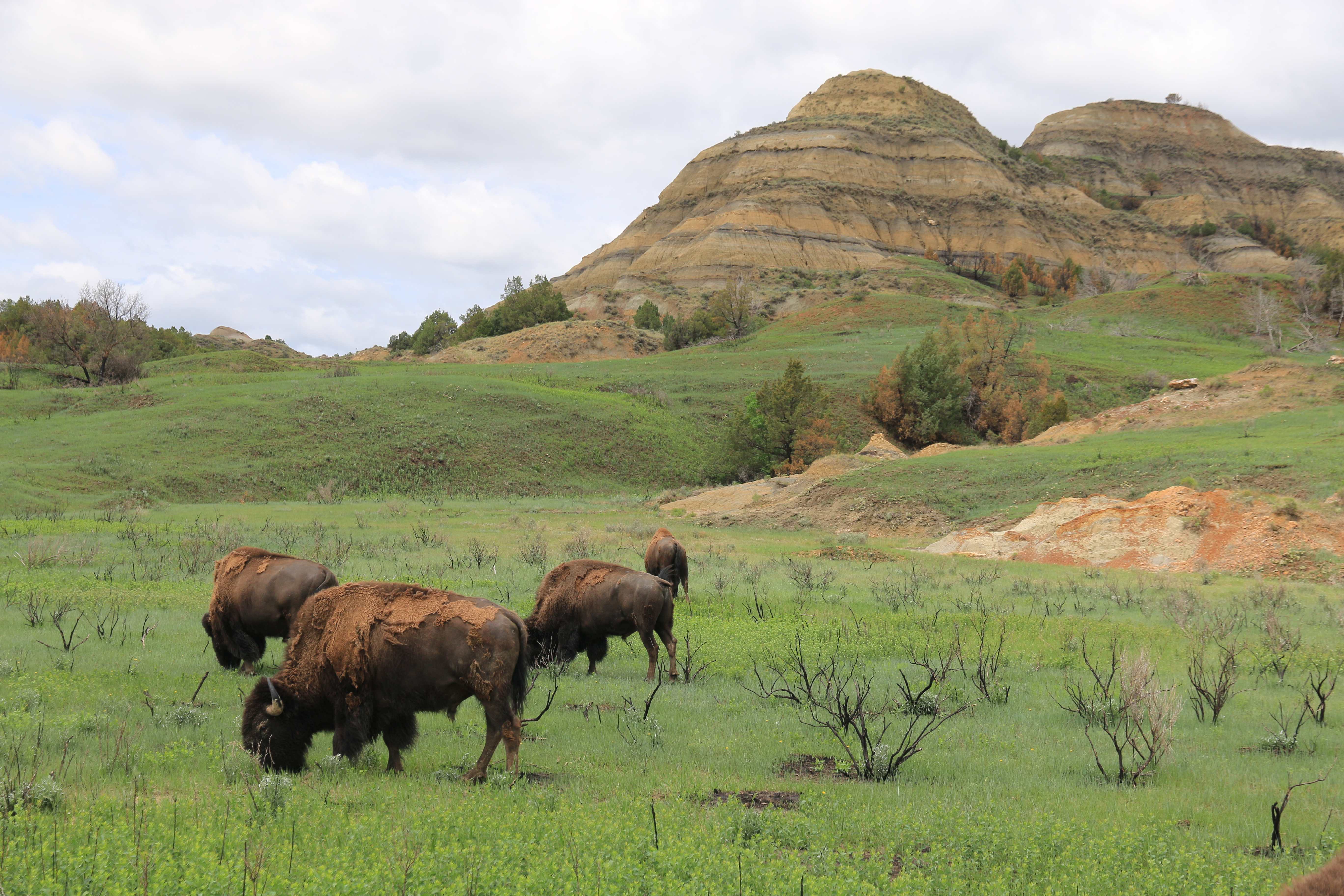 Theodore Roosevelt NP
